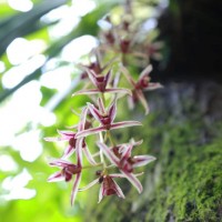 Cymbidium aloifolium (L.) Sw.